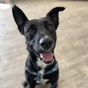 Shepherd and Labrador Retriever Dogs Available for Adoption - Nico | PetCurious