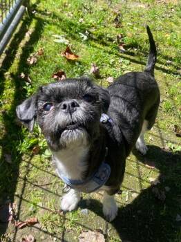 Onyx -  Shih Tzu Dog for Adoption in Fall River, Massachusetts - Onyx | PetCurious