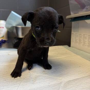 Labrador Retriever and Mixed Breed Dogs Available for Adoption in Tuscaloosa, Alabama - TUSC-Stray-84574_2_3 | PetCurious