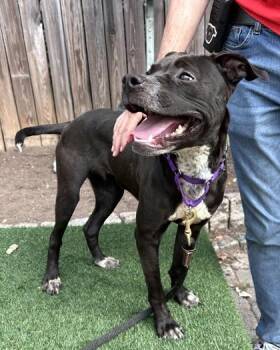 Yappy Gilmore -  Pit Bull Terrier and Mixed Breed Dog for Adoption - Yappy Gilmore | PetCurious