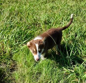 Rescue Border Collie Dogs for Adoption in The Woodlands, Texas - Athena (113) | PetCurious