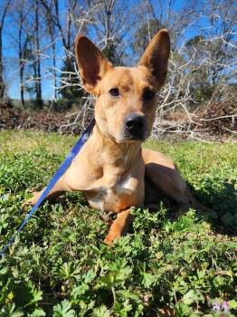 Rescue Cattle Dog Dogs for Adoption in Troy, Alabama - Butterscotch | PetCurious