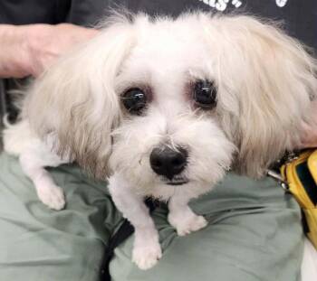 Maltese Dogs Available for Adoption in Fairfax, Virginia - Matty * Adopt Or Foster* | PetCurious