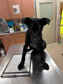 Stephanie -  Mixed Breed Dog for Adoption in Bossier City, Louisiana - Stephanie | PetCurious