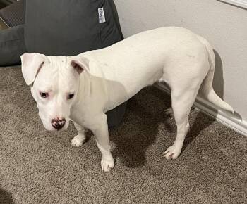 Terrier and Shepherd Dogs Available for Adoption in Rockwall, Texas - Casper-In Foster | PetCurious