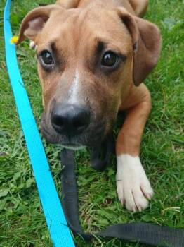 Buck Owen -  Mixed Breed Dog for Adoption in Madison, Wisconsin - Buck Owen | PetCurious
