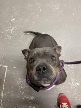 Tulip -  Pit Bull Terrier and Mixed Breed Dog for Adoption in Dyersburg, Tennessee - Tulip | PetCurious
