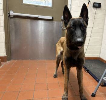 Rescue Belgian Shepherd Malinois Dogs for Adoption in Camarillo, California - QUATTRO | PetCurious