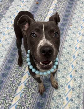 Binky Cow -  Mixed Breed Dog for Adoption in Detroit, Michigan - Binky Cow | PetCurious