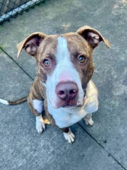 Linden -  Pit Bull Terrier Dog for Adoption in Chicago, Illinois - Linden | PetCurious