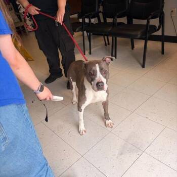 Skye Rizzy -  Mixed Breed Dog for Adoption in Davenport, Iowa - Skye Rizzy | PetCurious