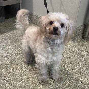 Fred* -  Miniature Poodle Dog for Adoption in San Gabriel, California - Fred* | PetCurious