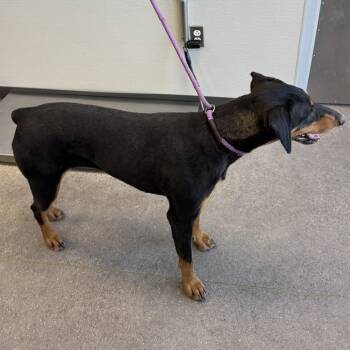 Mixed Breed Dogs Available for Adoption in Las Cruces, New Mexico - 107113 | PetCurious