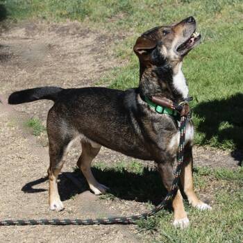Terrier and Dachshund Dogs Available for Adoption in Dublin, California - Lightning Mcqueen | PetCurious