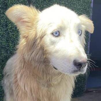 Snowball -  Husky and Mixed Breed Dog for Adoption in Tacoma, Washington - Snowball | PetCurious