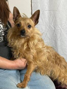 Chihuahua Dogs Available for Adoption in Manchester, New Hampshire - Martini In NH! Come Meet Our Adoptable Dogs Wednesday-Saturday.  | PetCurious