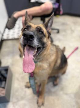 Heidi CM 6/19 -  German Shepherd Dog Dog for Adoption - Heidi CM 6/19 | PetCurious