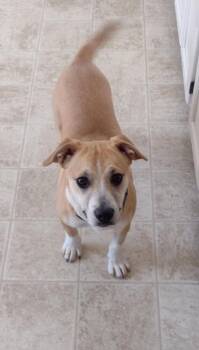Terrier Dogs Available for Adoption - Spirit | PetCurious
