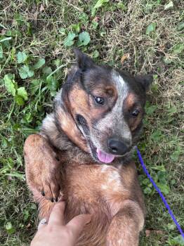 Beth -  Australian Cattle Dog Blue Heeler Dog for Adoption in New Castle, Indiana - Beth | PetCurious