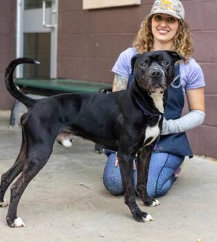 Mixed Breed Dogs Available for Adoption in Chamblee, Georgia - Elmer | PetCurious