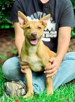 Rescue Pit Bull Terrier and Mixed Breed Dogs for Adoption in Macon, Georgia - Clara | PetCurious