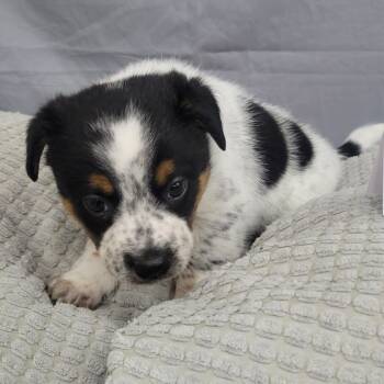 Rescue Pointer and Mixed Breed Dogs for Adoption - Sprinkles (Inkspot Litter) | PetCurious