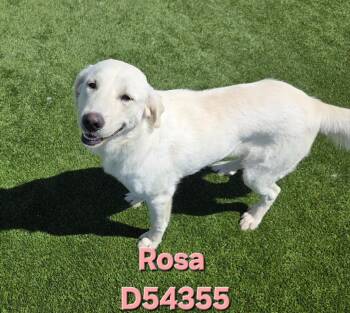 Labrador Retriever and Mixed Breed Dogs Available for Adoption in Clarksville, Tennessee - Rosa | PetCurious