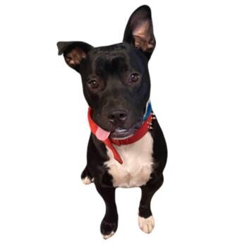 Rick -  Pit Bull Terrier Dog for Adoption in Red Bluff, California - Rick | PetCurious