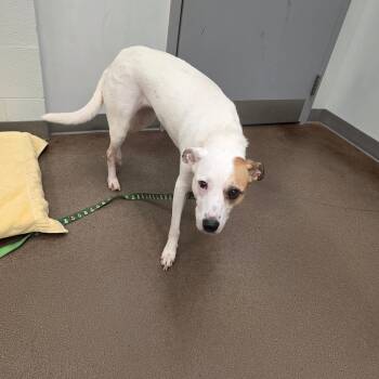 Gypsy -  Jack Russell Terrier and Mixed Breed Dog for Adoption in Chattanooga, Tennessee - Gypsy | PetCurious