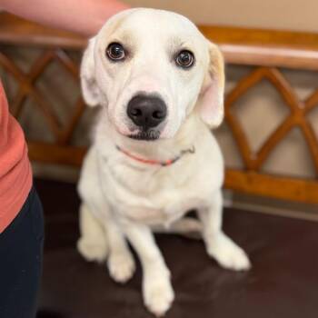 Jack Russell Terrier and Dachshund Dogs Available for Adoption in Baton Rouge, Louisiana - Petey | PetCurious