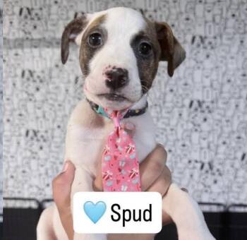 Rat Terrier Dogs Available for Adoption - Spud | PetCurious