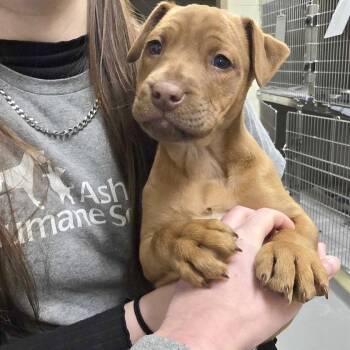 Mixed Breed Dogs Available for Adoption - The Scoop | PetCurious