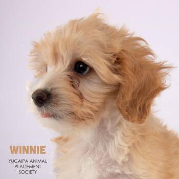 Winnie -  Maltese Dog for Adoption in Yucaipa, California - Winnie | PetCurious