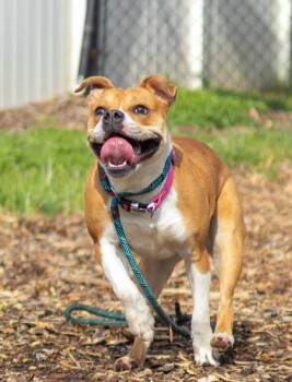 Jocinda -  Mixed Breed Dog for Adoption in Chamblee, Georgia - Jocinda | PetCurious