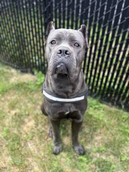Rescue Cane Corso Dogs for Adoption in Monson, Massachusetts - Trappy | PetCurious