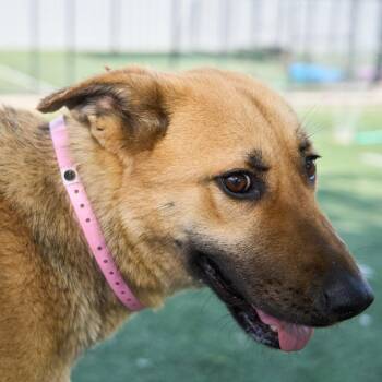 Mixed Breed Dogs Available for Adoption in Memphis, Tennessee - Nicole | PetCurious