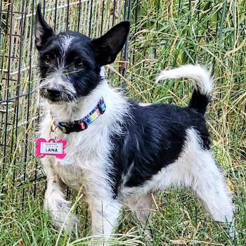 Lana -  Terrier Dog for Adoption in Wake Forest, North Carolina - Lana | PetCurious