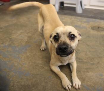 Chihuahua and Mixed Breed Dogs Available for Adoption - Russell | PetCurious