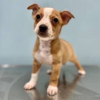 Pollen -  Mixed Breed Dog for Adoption in Portland, Oregon - Pollen | PetCurious
