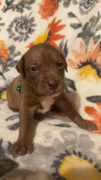 Shepherd and Boxer Dogs Available for Adoption - Brownie-Stella