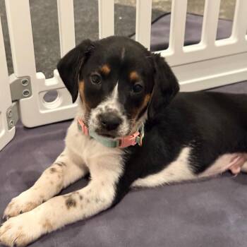 German Shorthaired Pointer and Bloodhound Dogs Available for Adoption in Spring Hill, Tennessee - Zebu | PetCurious