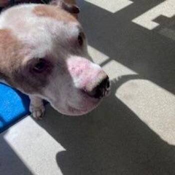 Major -  Mixed Breed and Pit Bull Terrier Dog Available for Adoption in York, Pennsylvania - Major | PetCurious