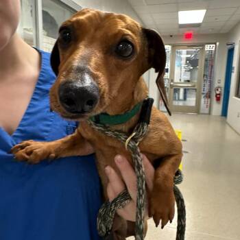 Dachshund Dogs Available for Adoption in Manassas, Virginia - Little Spoon (ID 51272/1412) | PetCurious