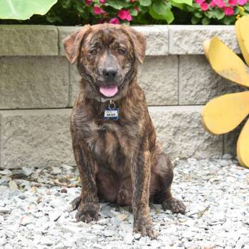 Galileo -  Hound Dog for Adoption in Wake Forest, North Carolina - Galileo | PetCurious