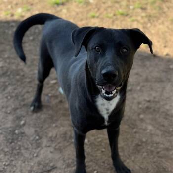 Labrador Retriever Dogs Available for Adoption - Dash | PetCurious