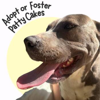 Rescue Mixed Breed Dogs for Adoption in Egg Harbor Township, New Jersey - Patty Cakes | PetCurious