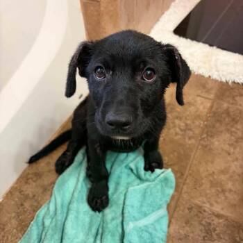 Jude -  Labrador Retriever and Mixed Breed Dog for Adoption in Alma, Wisconsin - Jude | PetCurious
