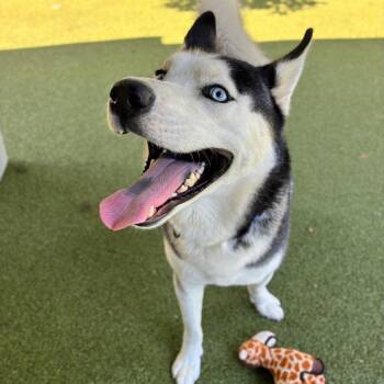 Rio -  Siberian Husky Dog for Adoption in Providence, Rhode Island - Rio | PetCurious