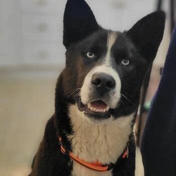 Whistler -  Husky Dog for Adoption in Sandy Hook, Manitoba - Whistler | PetCurious