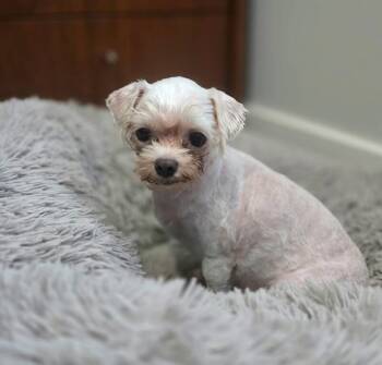 Maltese Dogs Available for Adoption in Severance, Colorado - Baby | PetCurious